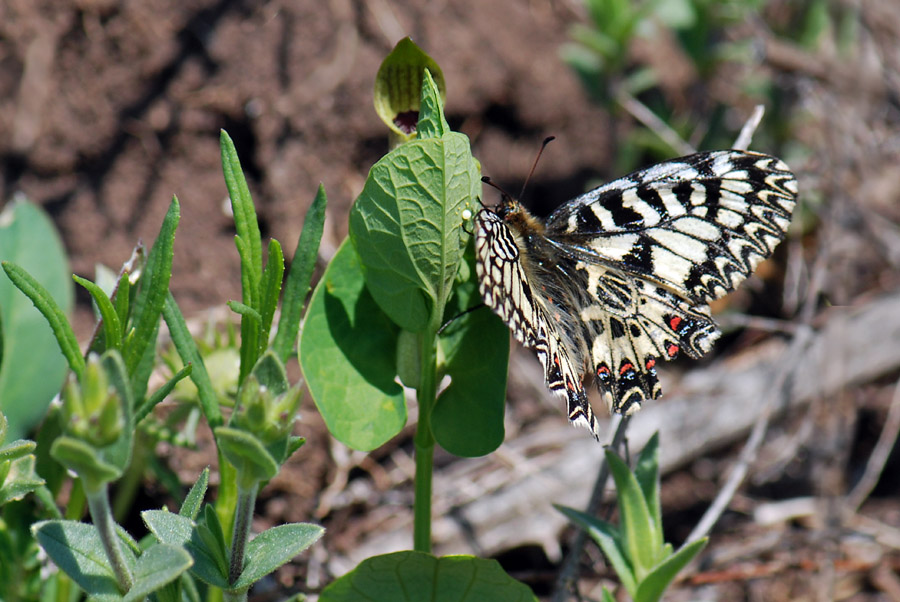 Zerynthia polyxena, Uovo e pianta nutrice